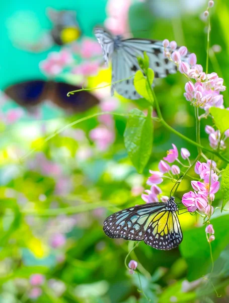 Парк бабочек — стоковое фото
