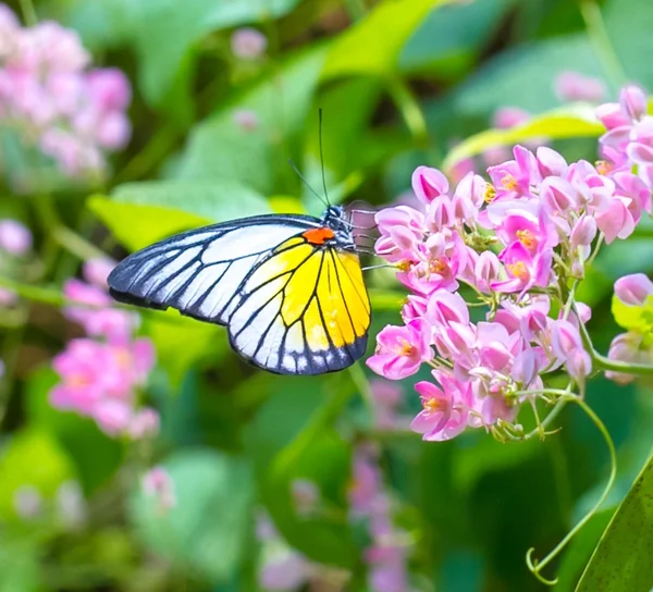 Butterfly — Stock Photo, Image