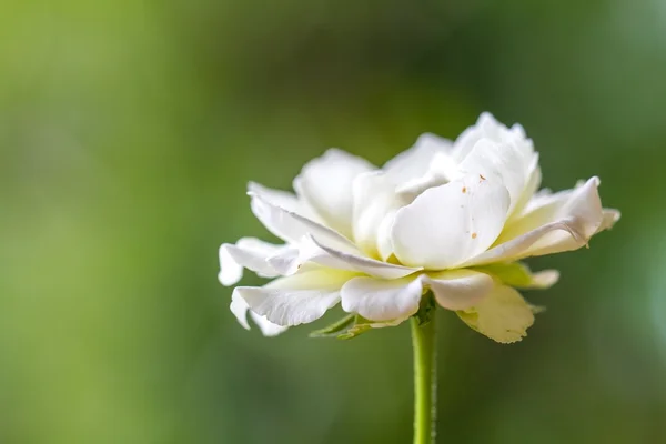 Witte roos — Stockfoto