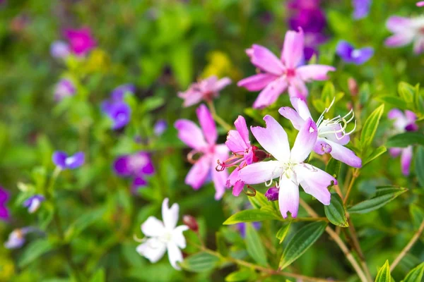 Tuin met paarse bloemen — Stockfoto