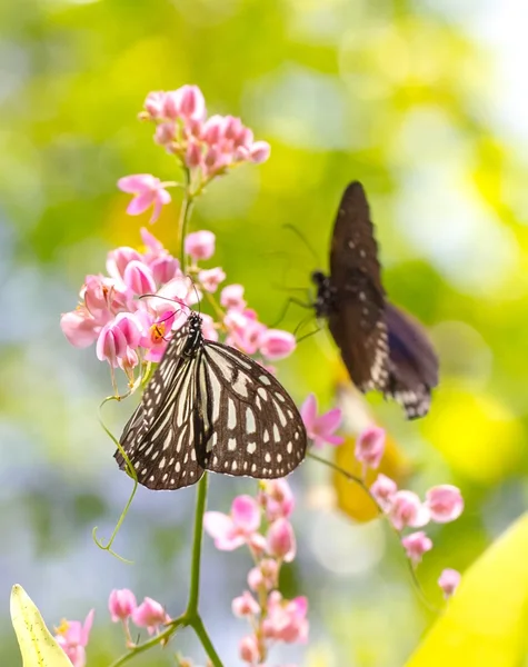 Vlinder park — Stockfoto