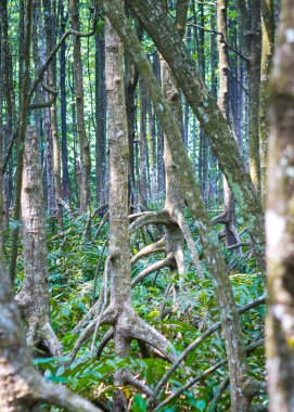 Mangrove Ormanı