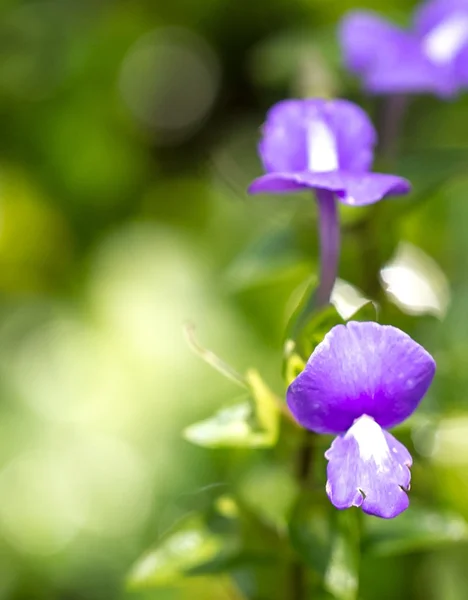 Lila színű virágok — Stock Fotó