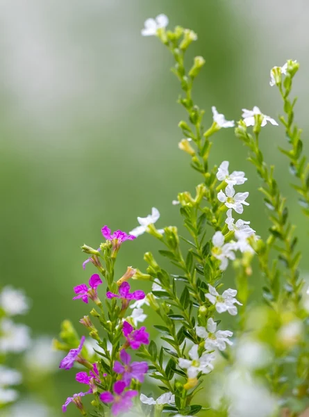 Bloemen achtergrond — Stockfoto