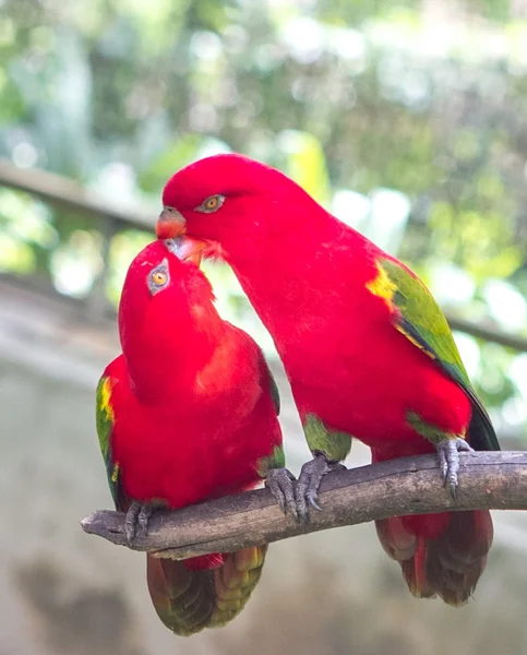 Twee liefdevolle papegaaien — Stockfoto