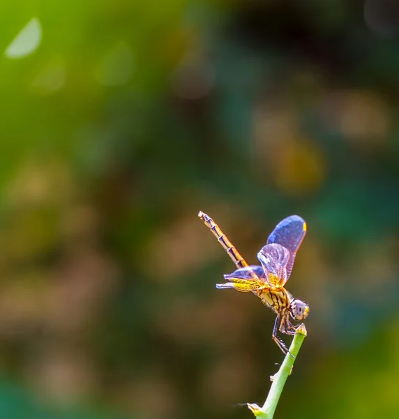 Libelle — Stockfoto