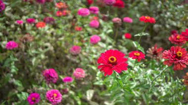 Güzel kırmızı ve pembe Gerbera Papatya çiçekleri bir çiftlikte.