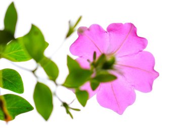 Tek bir pembe Petunya