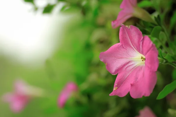 Różowy petunii z lato — Zdjęcie stockowe