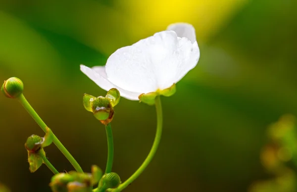 Bellezza in bianco — Foto Stock