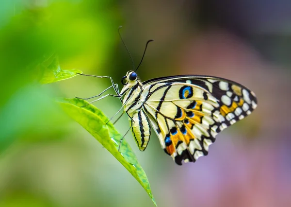 Renkli kireç kelebek — Stok fotoğraf