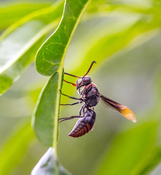 Fechar Litlle Hornet — Fotografia de Stock