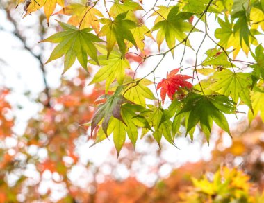 Akçaağaç yaprakları renklerini değiştirme