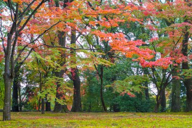 Kyoto Japonya'da renkli sonbahar yaprakları