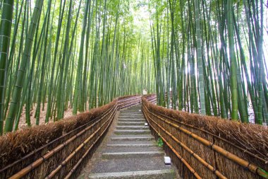 Bambu Grove Kyoto Japonya'da