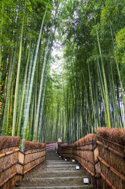Bambu Grove Kyoto Japonya'da