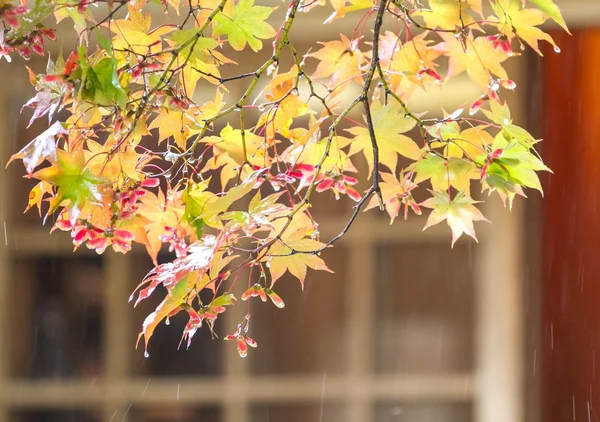 Maple leafs changing colors in Kyoto, Japan — Stock Photo, Image