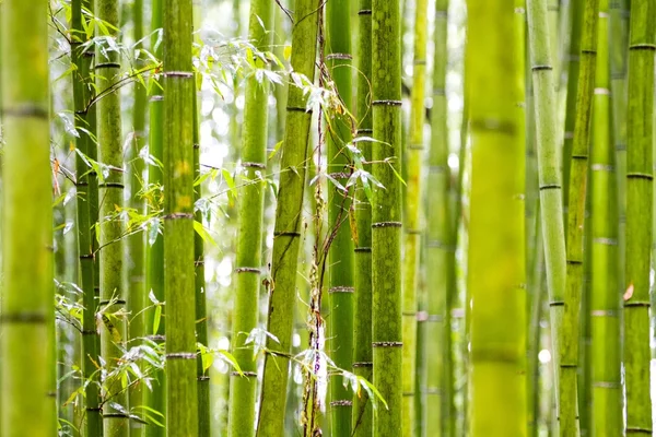 Bosque de bambu em Kyoto Japão — Fotografia de Stock