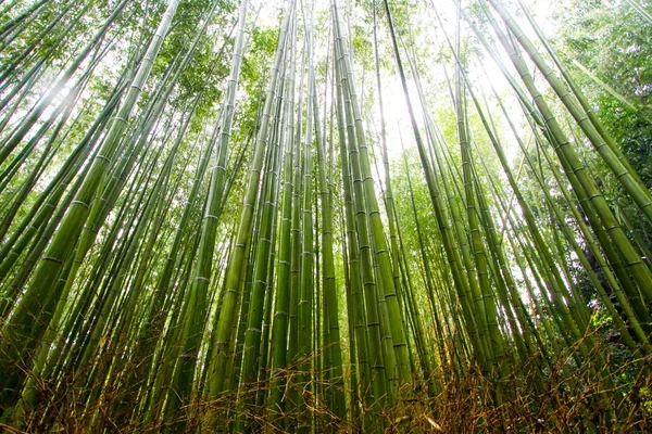 Bambusový háj v Kjótu, Japonsko — Stock fotografie