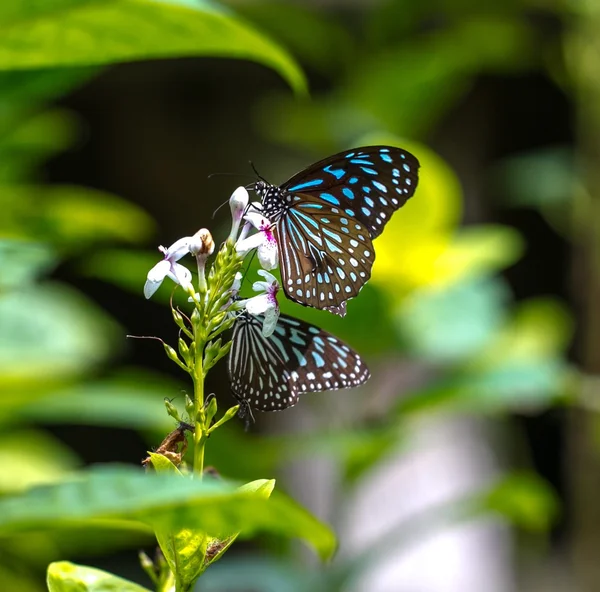 Bunte Schmetterlinge in einem Schmetterlingspark — Stockfoto