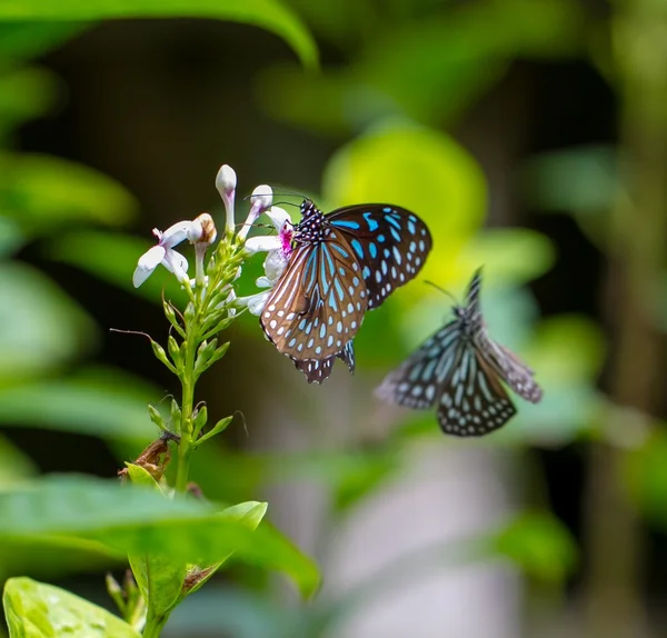 Colorful butterflies in a butterfly park — Stock Photo, Image