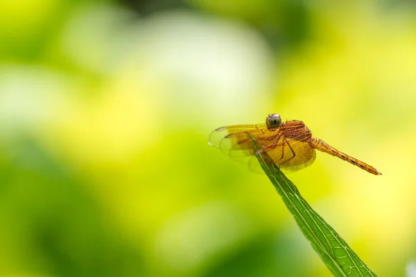 Dragonfly op aard achtergrond met copyspace — Stockfoto