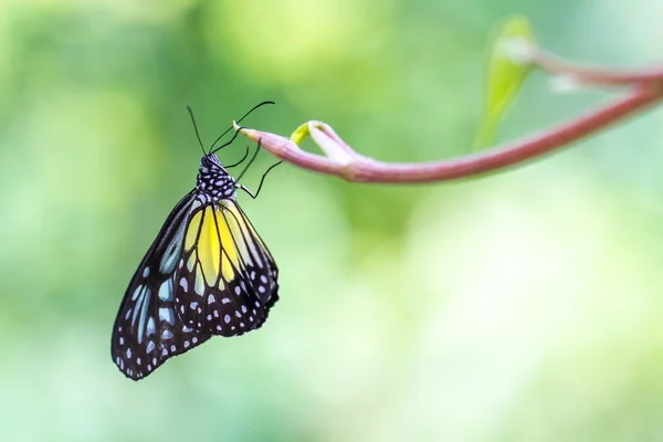 Beautiful Yellow Glassy Tiger in a butterfly park — Stock Photo, Image