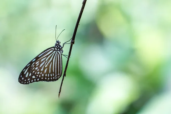 Hermoso tigre azul vidrioso en un parque de mariposas con copyspace —  Fotos de Stock