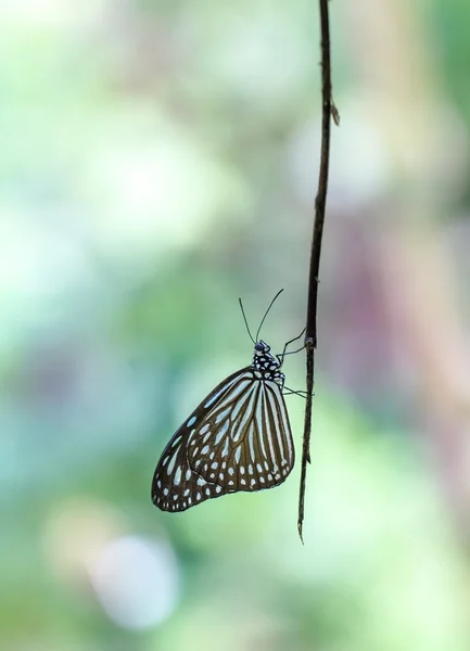 Schöner blauer glasiger Tiger in einem Schmetterlingspark — Stockfoto