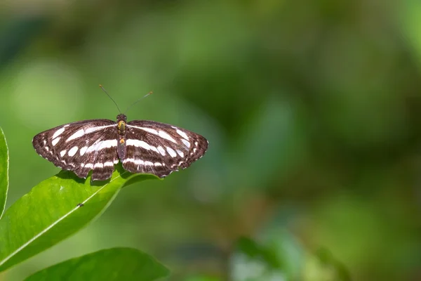 Schöner Schmetterling in einem Schmetterlingspark mit Kopierraum — Stockfoto