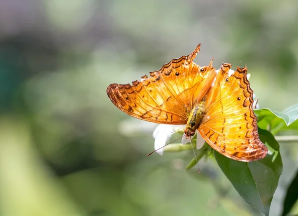 Красивая бабочка в парке бабочек — стоковое фото