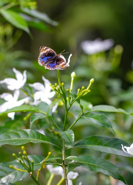 Bellissimo Blue Pansy in un parco di farfalle — Foto Stock