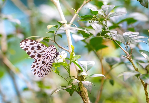 Schöne kleine Waldnymphe in einem Schmetterlingspark — Stockfoto