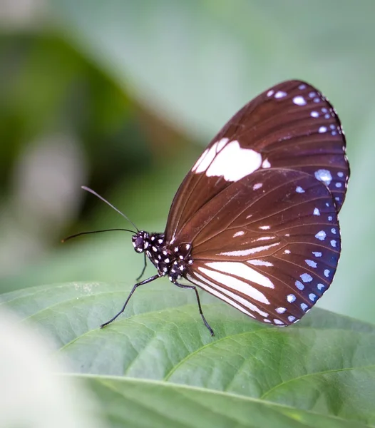 Beautiful butterfly in a butterfly park — Stock Photo, Image