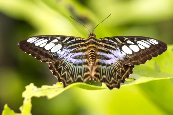 Beautiful butterfly in a butterfly park — Stock Photo, Image