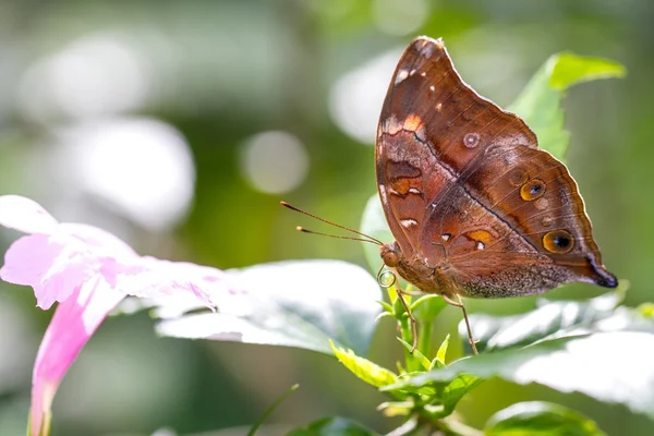 美しい蝶、バタフライ ・ パーク — ストック写真