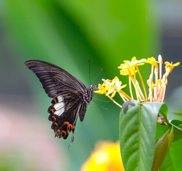 Beau papillon dans un parc de papillons — Photo