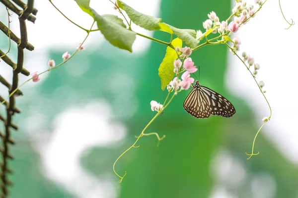 Beau papillon dans une ferme de papillons — Photo