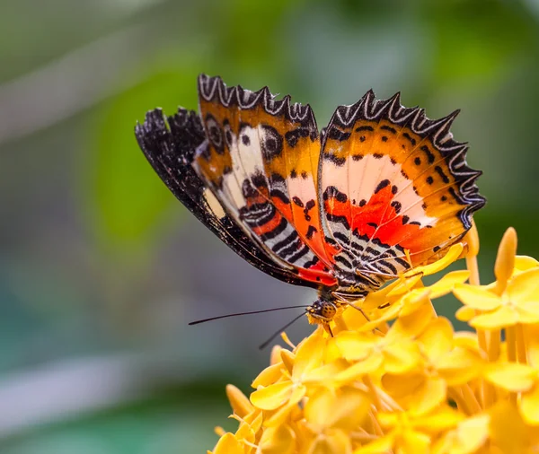 Papillon à lacets commun dans un jardin — Photo