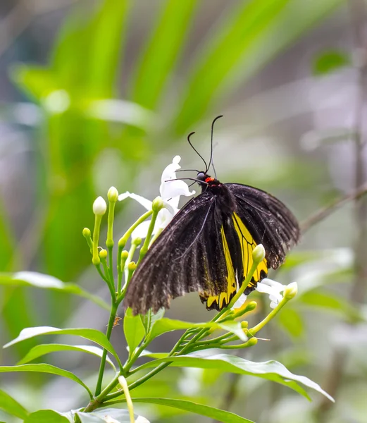 Κοινή Birdwing πεταλούδα σε ένα κήπο — Φωτογραφία Αρχείου