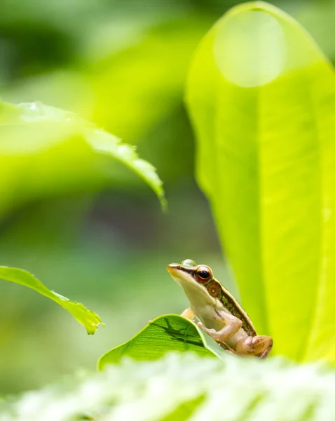 Kleine groene kikker omgeven door groene gebladerte — Stockfoto