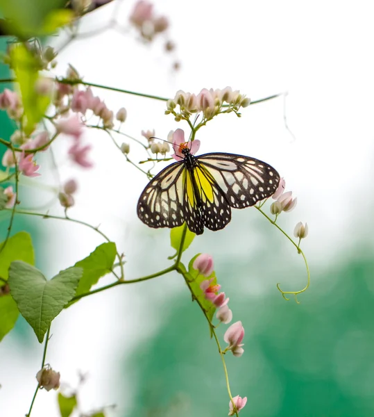 Papillon Tigre Verrier Jaune sur une fleur — Photo