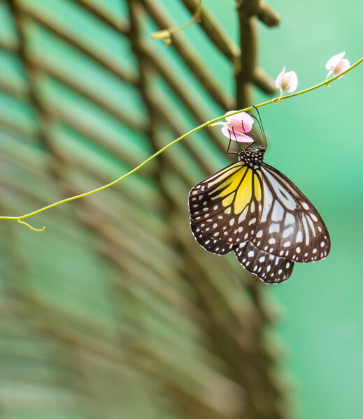 Yellow Glassy Tiger butterfly on a flower