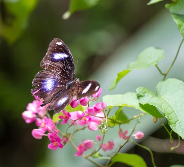 Bella farfalla in una fattoria di farfalle — Foto Stock