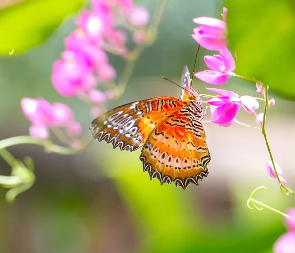 Mariposa común en un jardín — Foto de Stock