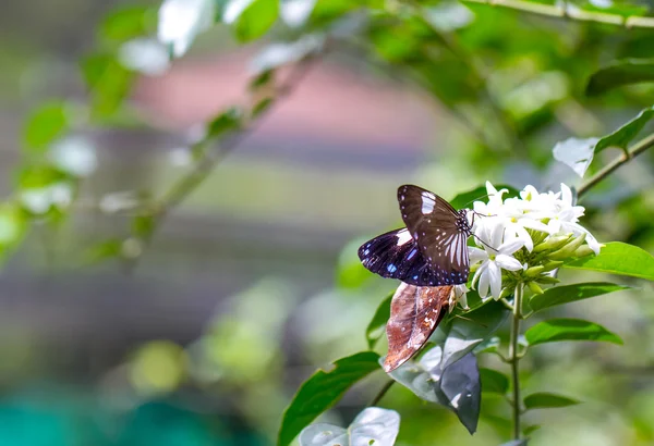 Hermosa mariposa en una granja de mariposas —  Fotos de Stock