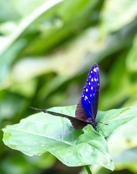 Hermosa mariposa en una granja de mariposas — Foto de Stock