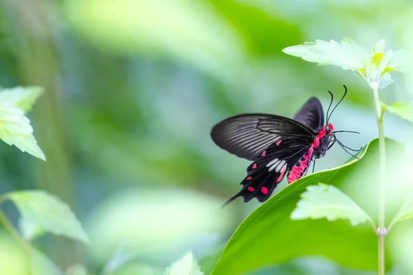 Beau papillon dans une ferme de papillons — Photo