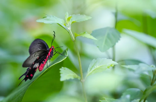 Όμορφη πεταλούδα σε μια φάρμα πεταλούδας — Φωτογραφία Αρχείου