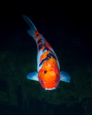 Göldeki koi balığı.